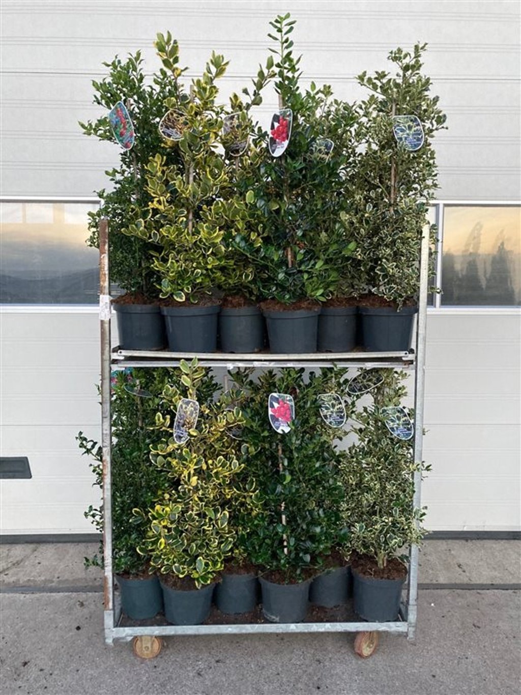 Ilex Gemengd - C7.5 60-80 CM